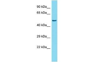 anti-Sorting Nexin Family Member 30 (SNX30) (Middle Region) antibody