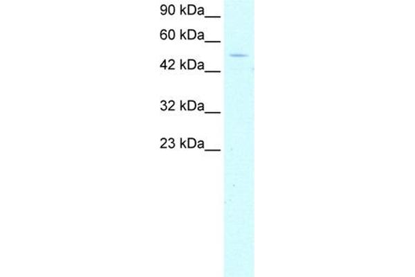 GTF2H1 Antikörper  (N-Term)