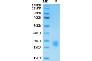 Biotinylated Human CTLA4 on Tris-Bis PAGE under reduced condition.