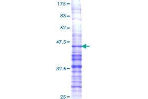 Image no. 1 for Prodynorphin (PDYN) (AA 147-254) protein (GST tag) (ABIN1314603)