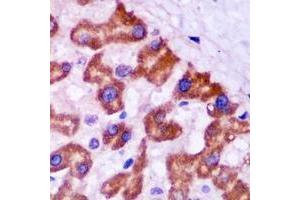 Image no. 1 for anti-Peroxisomal Biogenesis Factor 5 (PEX5) (full length) antibody (ABIN6005920)