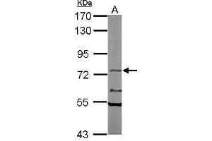 Image no. 3 for anti-Nuclear RNA Export Factor 1 (NXF1) (C-Term) antibody (ABIN2855276)