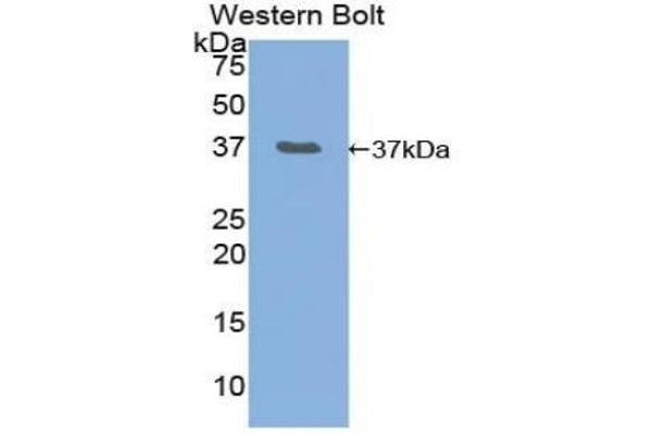 Merlin antibody  (AA 30-311)