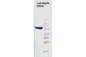 Image no. 2 for anti-Heat Shock Protein 90 (HSP90) antibody (ABIN361717)