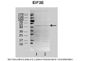 Image no. 1 for anti-Eukaryotic Translation Initiation Factor 3 Subunit E (EIF3E) (N-Term) antibody (ABIN2783259)
