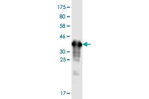 Image no. 3 for anti-PDZK1 Interacting Protein 1 (PDZK1IP1) (AA 1-114) antibody (ABIN2565761)