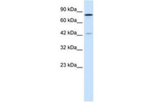 Image no. 3 for anti-Lysine (K)-Specific Demethylase 3A (KDM3A) (AA 1252-1301) antibody (ABIN202983)