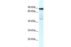 Image no. 1 for anti-Cytoskeleton Associated Protein 2 (CKAP2) (C-Term) antibody (ABIN926817)
