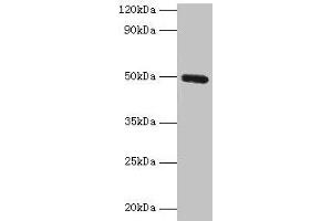 CLEC18A antibody  (AA 27-446)