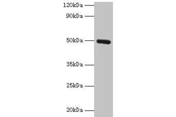 CLEC18A antibody  (AA 27-446)