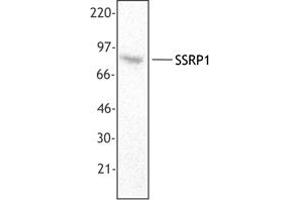 Image no. 1 for anti-Structure Specific Recognition Protein 1 (SSRP1) antibody (ABIN205478)