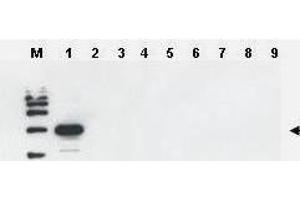 Western blot using  Affinity Purified anti-Yeast ULP-1 antibody was used to confirm the specificity of the antibody.