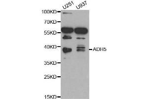 Image no. 1 for anti-Alcohol Dehydrogenase 5 (Class III), chi Polypeptide (ADH5) antibody (ABIN3022769)