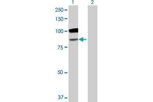 Image no. 2 for anti-Galactosidase, beta 1 (GLB1) (AA 1-677) antibody (ABIN516053)