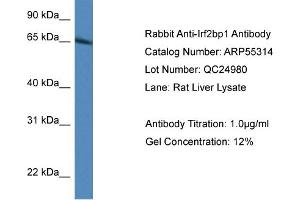 Image no. 1 for anti-Interferon Regulatory Factor 2 Binding Protein 1 (IRF2BP1) (N-Term) antibody (ABIN2786141)