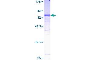 Image no. 1 for Nitrogen Permease Regulator-Like 2 (S. Cerevisiae) (NPRL2) (AA 1-380) protein (GST tag) (ABIN1324188)