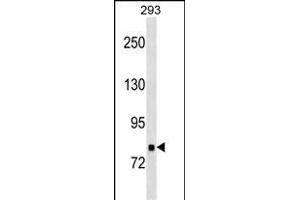 TNKS1BP1 Antibody (Center) (ABIN1538698 and ABIN2838133) western blot analysis in 293 cell line lysates (35 μg/lane).