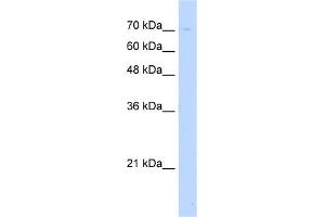 Image no. 1 for anti-Unc-93 Homolog B1 (UNC93B1) (N-Term) antibody (ABIN2783996)