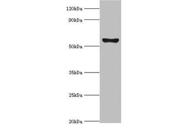 CYP2F1 antibody  (AA 100-290)