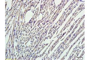 Image no. 2 for anti-Nuclear Factor (erythroid-Derived 2)-Like 2 (NFE2L2) (AA 430-480) antibody (ABIN737271)