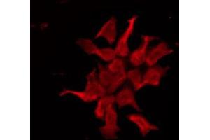 Image no. 1 for anti-Serotonin Receptor 1E (HTR1E) antibody (ABIN6256877)
