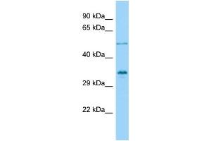 Image no. 1 for anti-Vestigial Like 4 (VGLL4) (Middle Region) antibody (ABIN2790597)