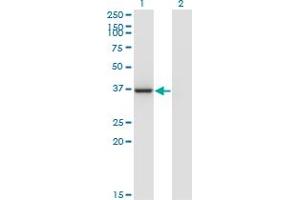 Image no. 1 for anti-Leucine Zipper Transcription Factor-Like 1 (LZTFL1) (AA 39-120) antibody (ABIN527128)