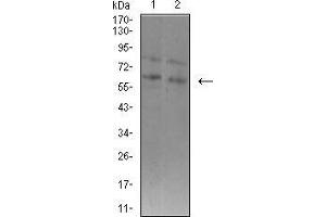 Image no. 4 for anti-Set1/Ash2 Histone Methyltransferase Complex Subunit ASH2 (ASH2L) (AA 493-628) antibody (ABIN5542582)