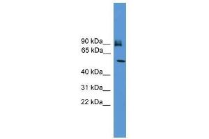 Image no. 1 for anti-Oxysterol Binding Protein-Like 11 (OSBPL11) (C-Term) antibody (ABIN928088)