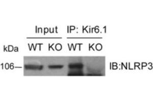 Image no. 4 for anti-NLR Family, Pyrin Domain Containing 3 (NLRP3) (AA 1-93), (Pyrin Domain) antibody (ABIN1169100)