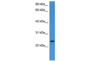 Image no. 1 for anti-Ras Homolog Family Member G (RHOG) (C-Term) antibody (ABIN926432)