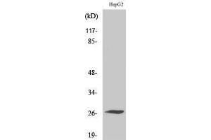 Image no. 1 for anti-Sodium Channel, Voltage-Gated, Type IV, beta Subunit (SCN4B) (Internal Region) antibody (ABIN3186886)