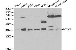 Western blot analysis of extracts of various cell lines, using MYD88 antibody.
