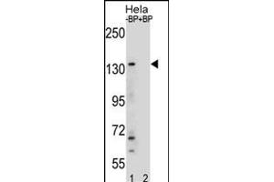 Western blot analysis of anti-JMJD3 Center Pab ((ABIN387864 and ABIN2844041)) in Hela cell line lysates.