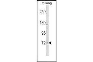 Image no. 1 for anti-Formin Binding Protein 1-Like (FNBP1L) (AA 348-377), (Middle Region) antibody (ABIN952346)