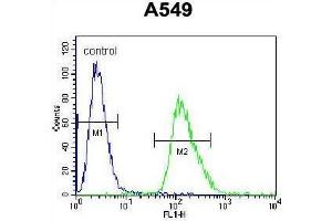 Image no. 3 for anti-Arrestin, beta 1 (ARRB1) (AA 343-371), (C-Term) antibody (ABIN950521)