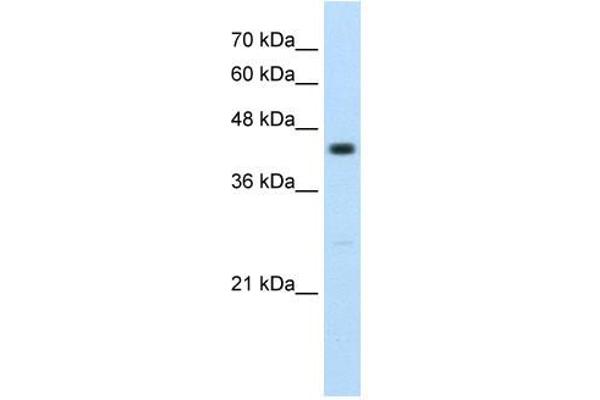 RNF32 Antikörper  (Middle Region)