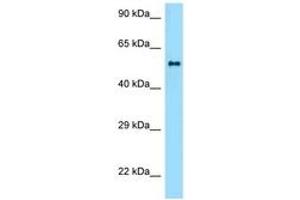 anti-Zinc Finger and BTB Domain Containing 37 (ZBTB37) (AA 251-300) antibody