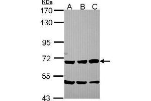 Image no. 3 for anti-Secretogranin II (SCG2) (Center) antibody (ABIN2856983)