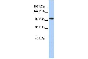 Image no. 1 for anti-Chromosome 11open Reading Frame 9 (C11orf9) (N-Term) antibody (ABIN2775792)