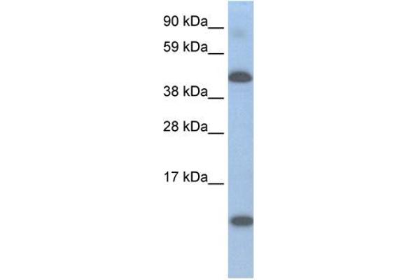 Lcor antibody  (N-Term)