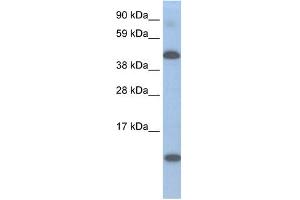 Lcor antibody  (N-Term)