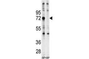 Image no. 3 for anti-Ubiquilin 1 (UBQLN1) (AA 40-70) antibody (ABIN3029414)