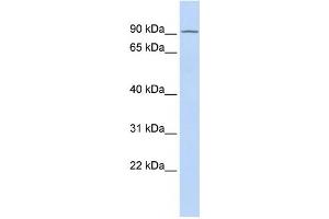 Image no. 1 for anti-TCDD-Inducible Poly(ADP-Ribose) Polymerase (Tiparp) antibody (ABIN2458046)