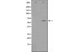Image no. 3 for anti-Histidyl-tRNA Synthetase (HARS1) (C-Term) antibody (ABIN6257253)