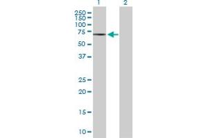 Western Blot analysis of CAMKK1 expression in transfected 293T cell line by CAMKK1 MaxPab polyclonal antibody.