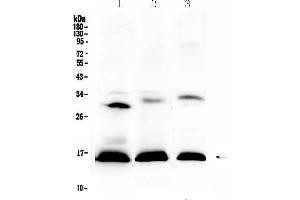 Image no. 3 for anti-Hemoglobin, delta (HBd) (AA 2-147) antibody (ABIN5518999)