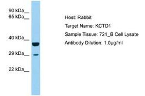 KCTD1 Antikörper  (AA 110-159)