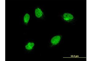 Image no. 4 for anti-Mitogen-Activated Protein Kinase 6 (MAPK6) (AA 612-721) antibody (ABIN562409)