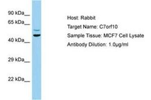 Image no. 1 for anti-Chromosome 7 Open Reading Frame 10 (C7orf10) (AA 104-153) antibody (ABIN6749953)